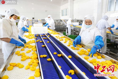 江苏连云港 制罐黄桃 助农增收